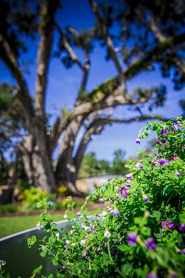Colorful flowers in a garden setting