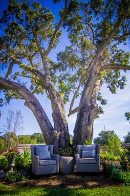 Relaxing outdoor seating under a large tree