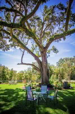 Outdoor seating area under a large tree in a garden