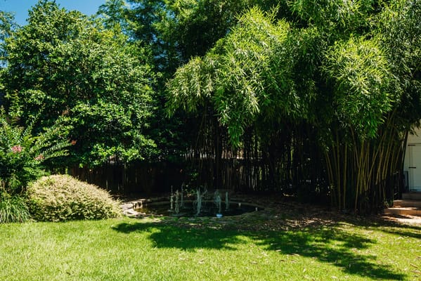 Lush outdoor garden with a fountain and bamboo