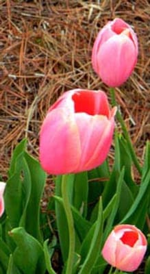 Kimberly Personal Care Home