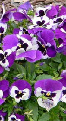 Kimberly Personal Care Home