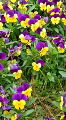 Kimberly Personal Care Home