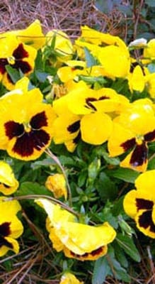 Kimberly Personal Care Home