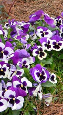 Kimberly Personal Care Home