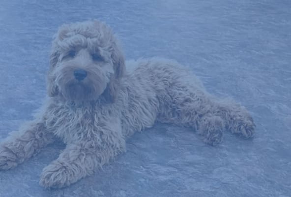 Cobblestone Court Assisted Living