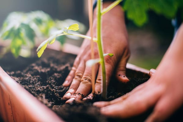Hands planting a seedling in garden soil