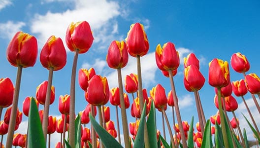 Summit House Assisted Living