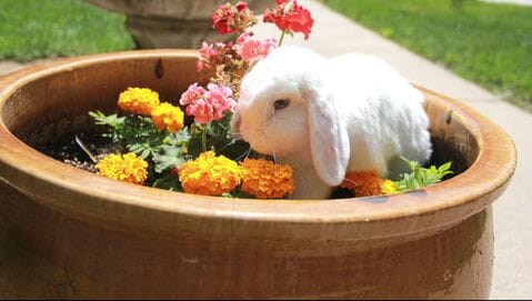 Midlands Living Center LLC