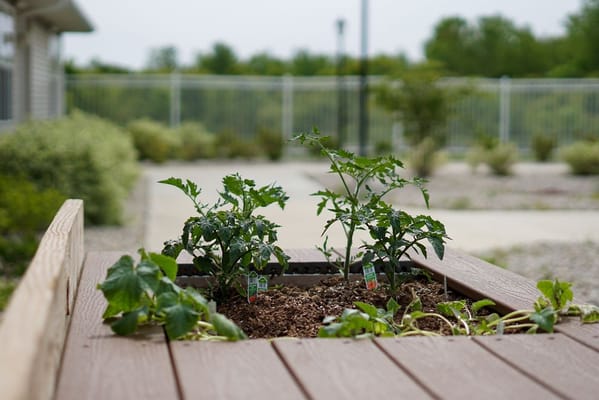 Raised garden beds with young plants in an outdoor space