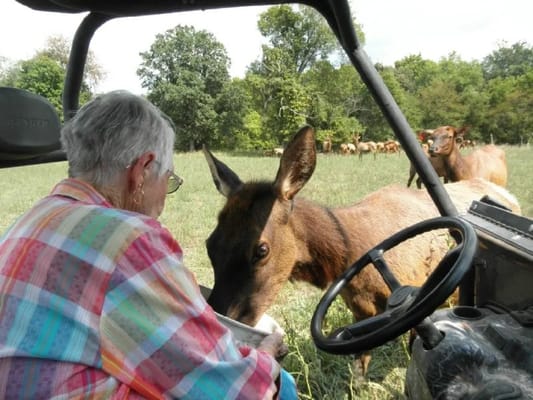 A resident feeding an elk outdoors at the facility