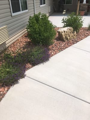 Landscaped outdoor area with plants and pathway