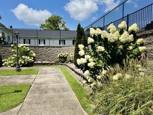 Well-maintained garden with hydrangeas and pathway