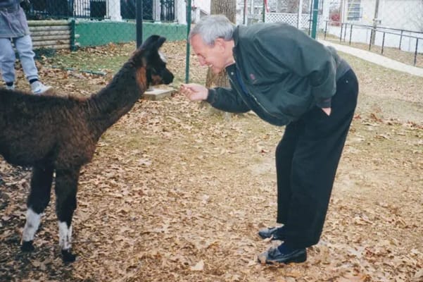 An elderly man feeding a llama in a yard
