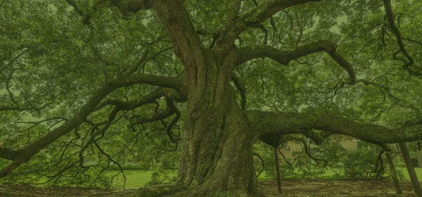 A large, ancient tree in a green space