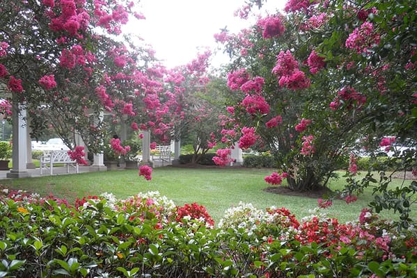 A beautiful outdoor garden with vibrant flowers