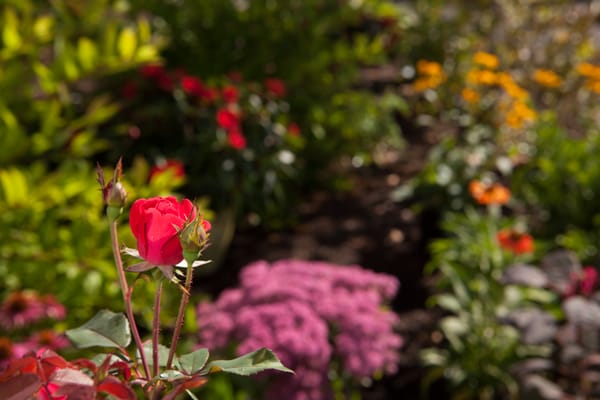 Close-up of a vibrant rose in a garden