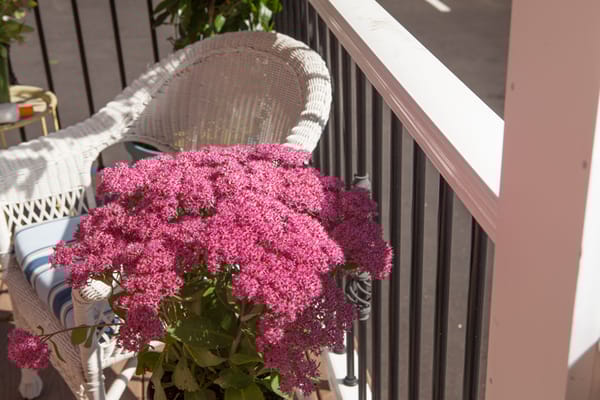 Close-up of a potted flower on a balcony