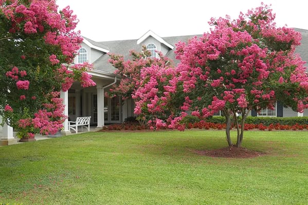 Vibrant flowering trees in a landscaped area