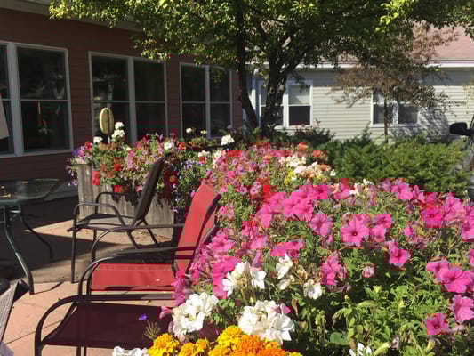 Colorful flowers in a sunny outdoor space