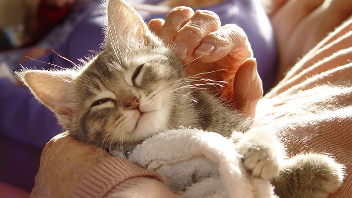 A resident holding a purring kitten in a warm setting