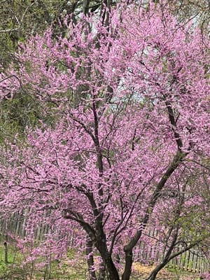 Charlestown Community