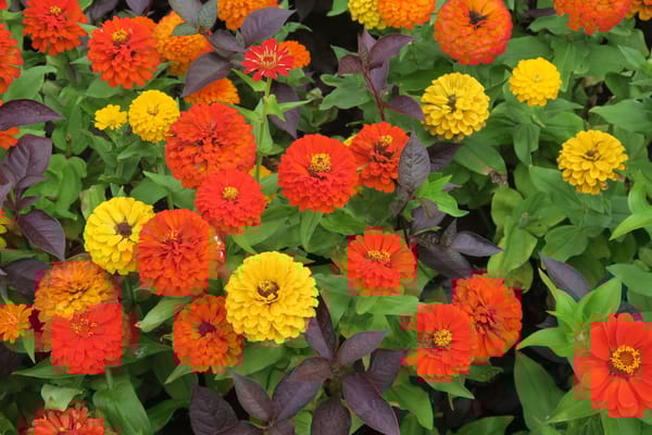 Charlestown Community