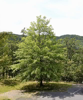 Charlestown Community