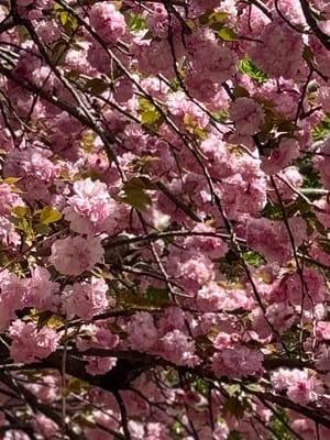 Charlestown Community