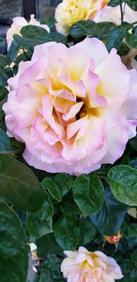 Charlestown Community