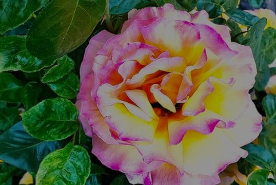 Charlestown Community