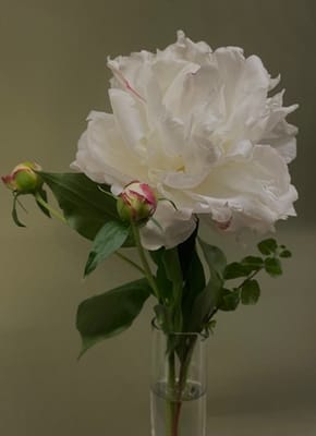 Charlestown Community