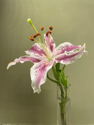 Charlestown Community