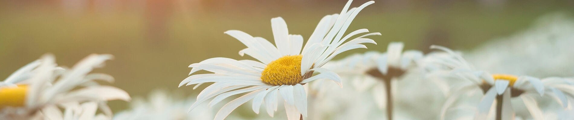 Crest View Senior Community At