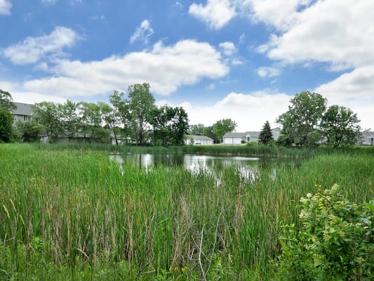 Lush green landscape surrounding a serene pond