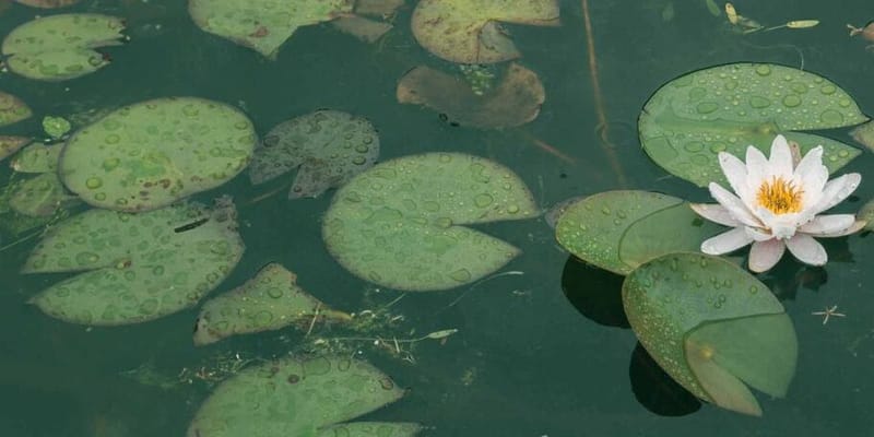 Oak Meadows Senior Living