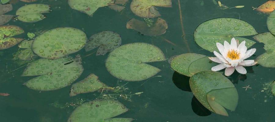 Oak Meadows Senior Living