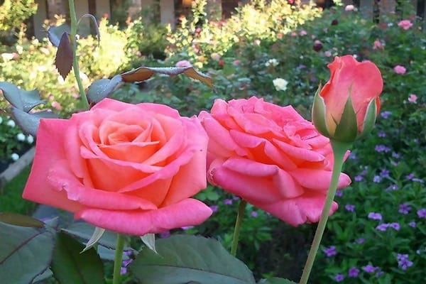 Northview Villa Personal Care