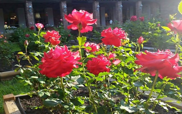 Vibrant red roses blooming in the garden