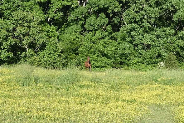 Caremoor Retirement Center