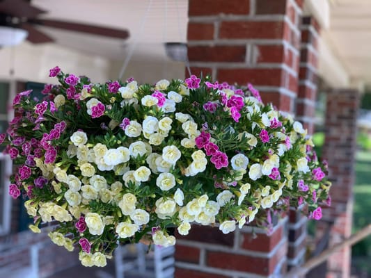 Hanging flower basket on a porch