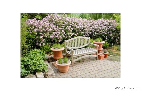 Outdoor seating area surrounded by blooming lilac bushes