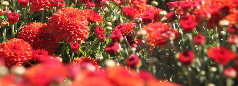 The Gardens by Morningstar