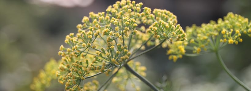 The Gardens by Morningstar