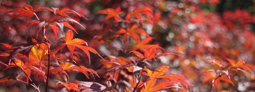 The Gardens by Morningstar