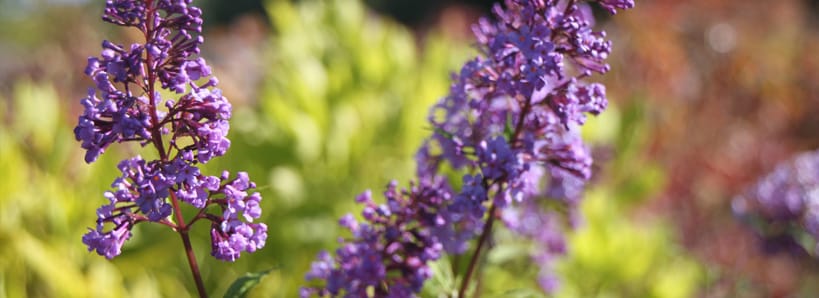 The Gardens by Morningstar