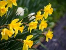 Orrvilla Maple Terrace