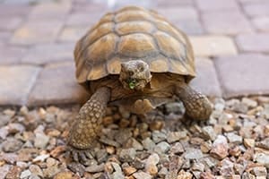 Skye Canyon Post Acute