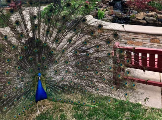 Saint Simeons Episcopal Home