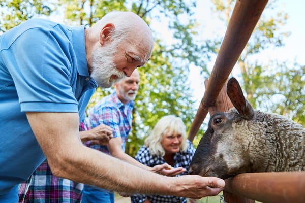 Residents interacting with a sheep in a garden